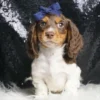 Ozias AKC Miniature Dachshund - Boy