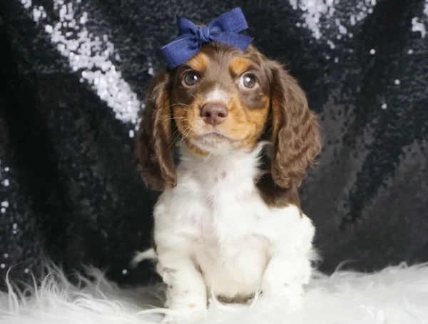 Ozias AKC Miniature Dachshund - Boy