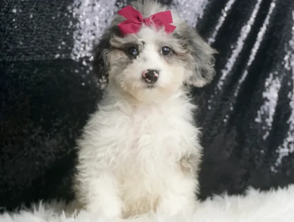 Snuggle AKC/UABR Toy Poodle - Boy