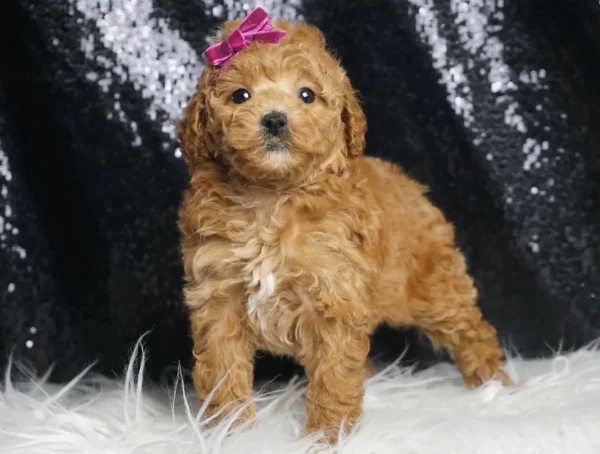 Buttercup AKC Toy/Mini Poodle - Girl