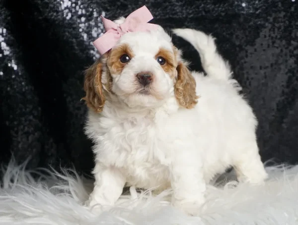 Giselle F1B Mini Goldendoodle - Girl
