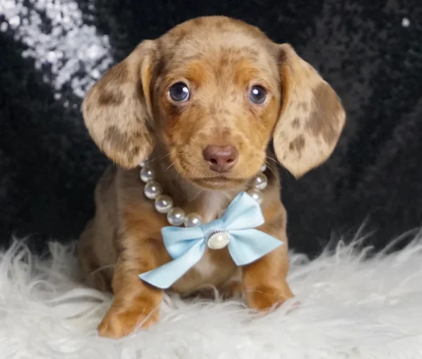Whiskey ACA Miniature Dachshund - Boy