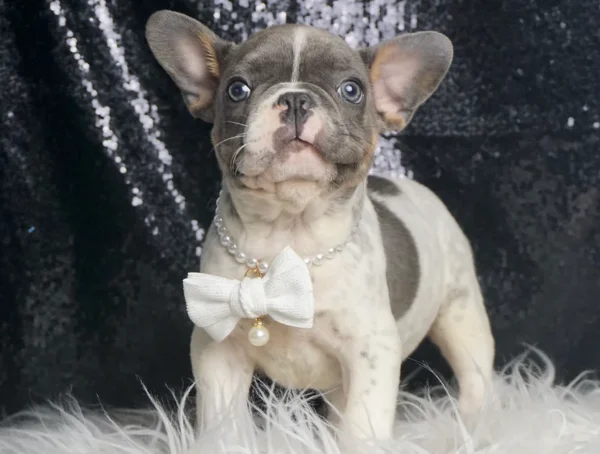 Rocky AKC French Bulldog