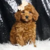 Lola F1B Mini Goldendoodle - Girl