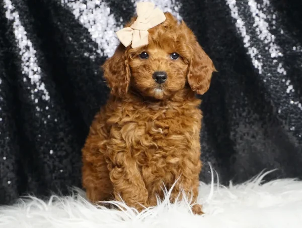 Lola F1B Mini Goldendoodle - Girl