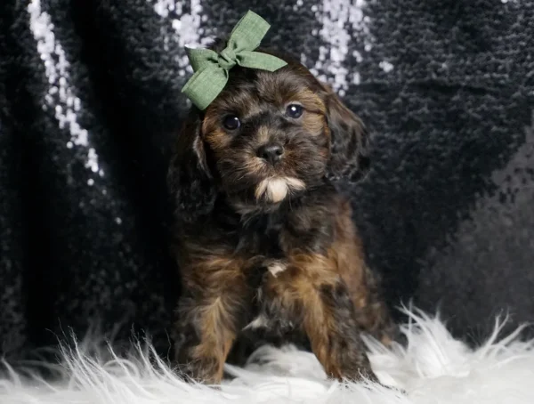 Flynn F1 Cavapoo