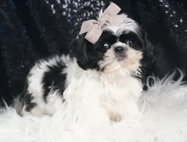 Shihtzu