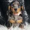 Fancy AKC Miniature Dachshund - Girl