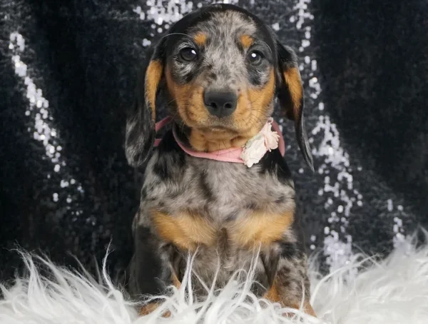 Fancy AKC Miniature Dachshund - Girl