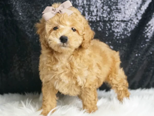 Ziggy Champion Lines AKC Mini Poodle - Boy