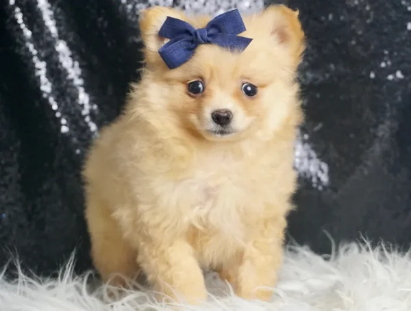 Chess AKC Pomeranian - Boy