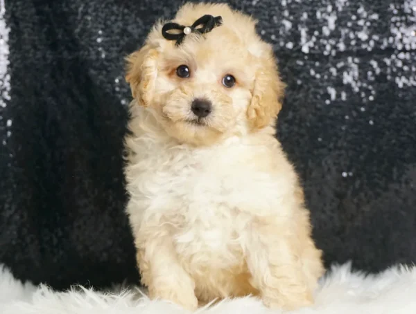 Comet UABR Mini Poodle - Boy