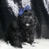 Luke F1 Cavapoo - Boy