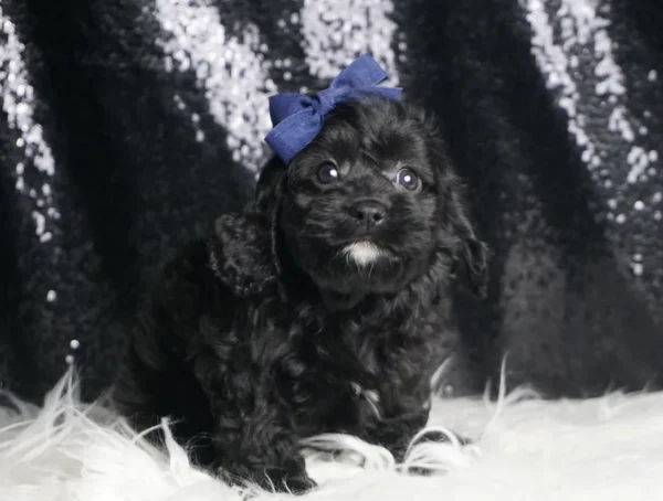 Luke F1 Cavapoo - Boy