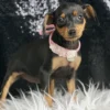 Cassidy Min Pinscher - Girl