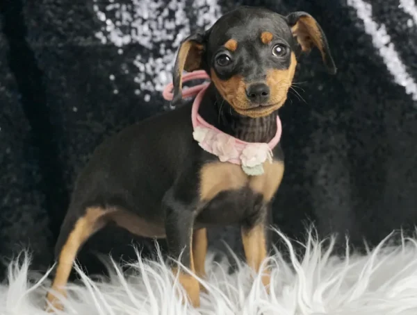 Cassidy Min Pinscher - Girl