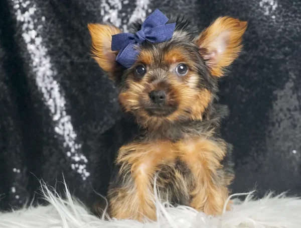 Buzzie UABR Yorkie - Boy