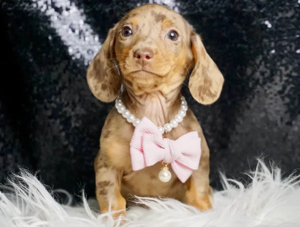 Sally AKC Miniature Dachshund - Girl