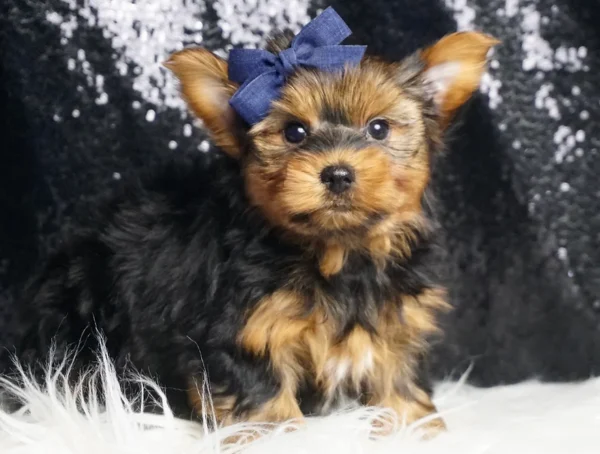 Apollo Yorkie - Boy