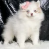 Freya AKC Pomeranian - Girl