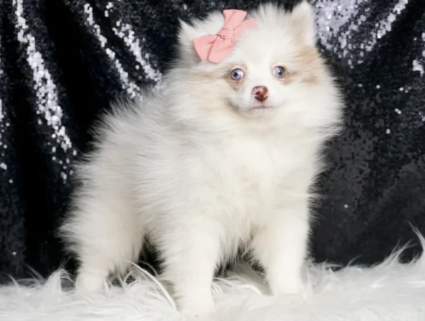Freya AKC Pomeranian - Girl