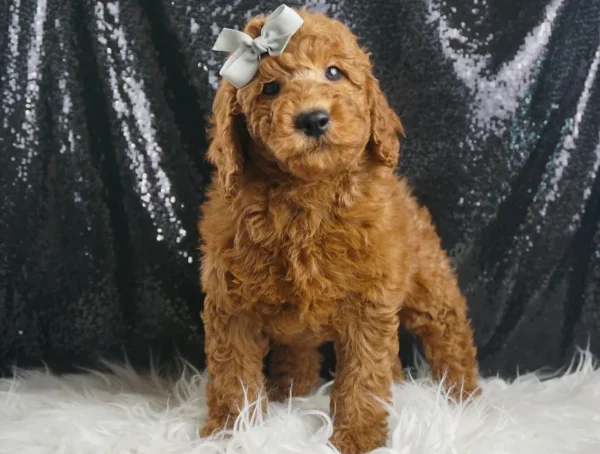 Duckie F1B Mini Goldendoodle - Boy