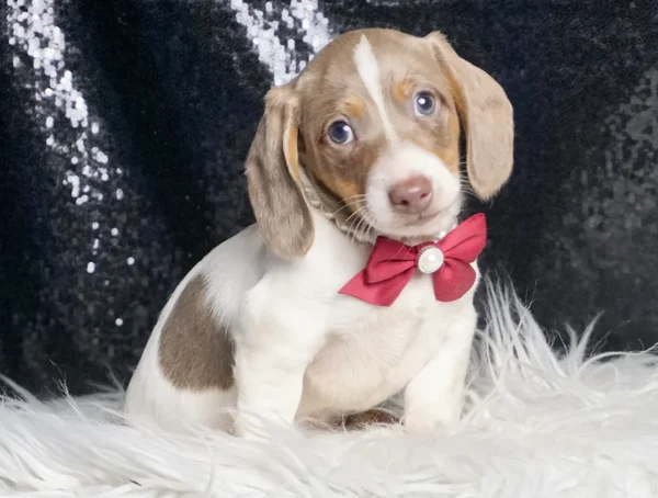 Barley ACA Miniature Dachshund - Boy