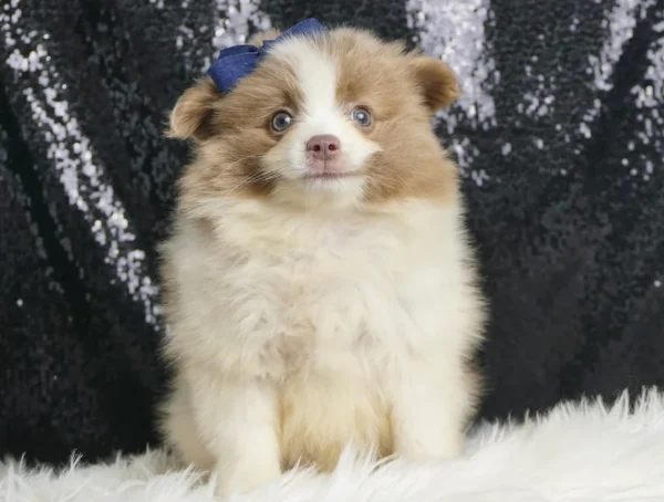 Houston AKC Pomeranian - Boy