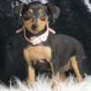 Blueberry AKC Min Pinscher - Girl