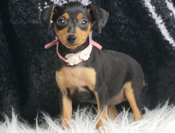 Blueberry AKC Min Pinscher - Girl