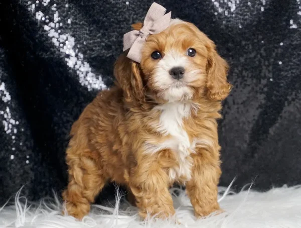 Christian F1 Cavapoo - Boy
