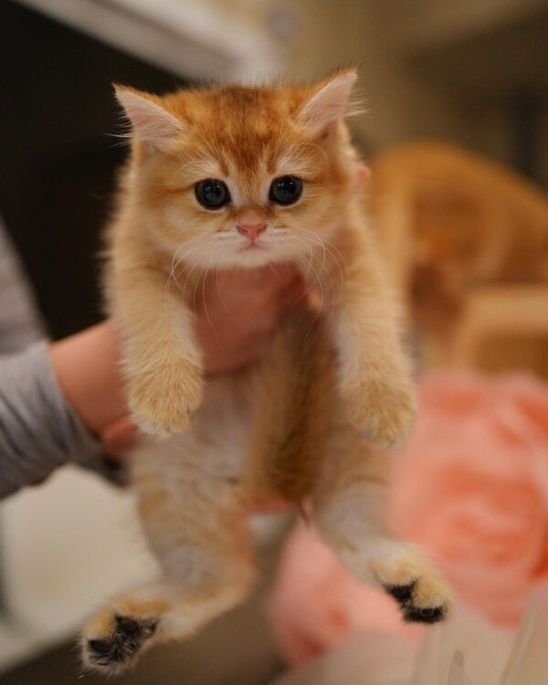 munchkin