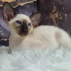 Divia (R) Siamese female kitten