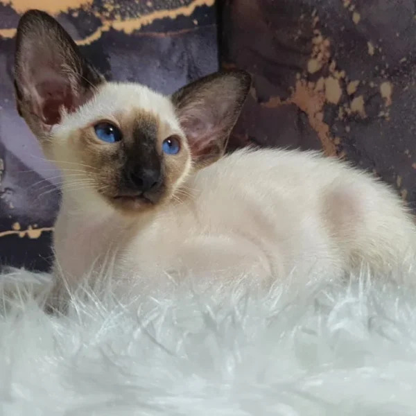 Divia (R) Siamese female kitten