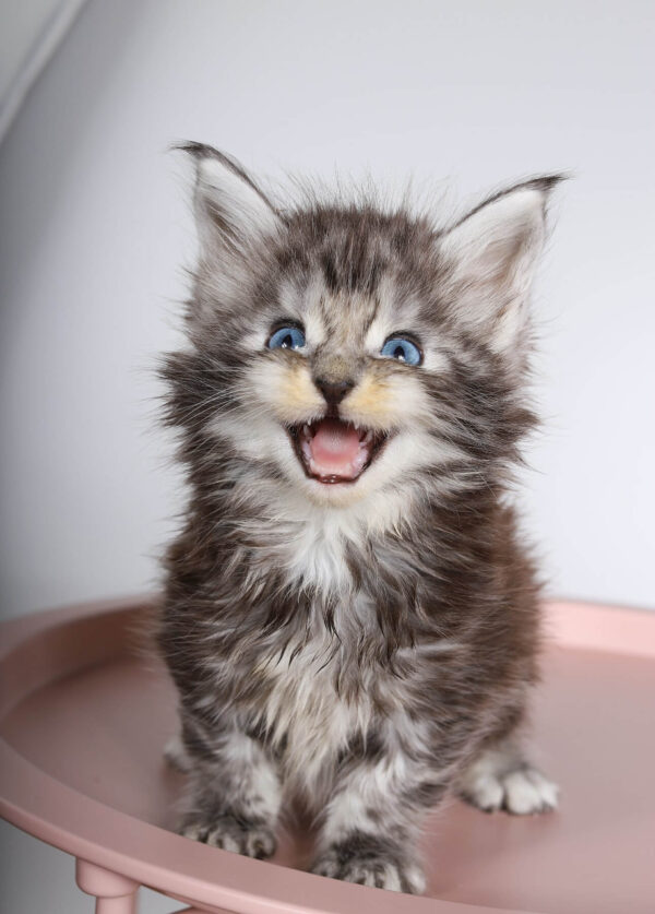 maine coon
