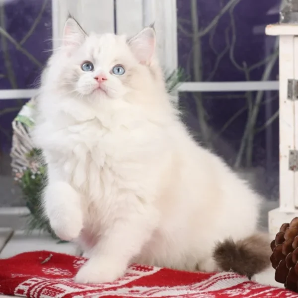 Josephina (BL) Ragdoll female kitten