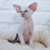 Hennessy (R) Siamese male kitten